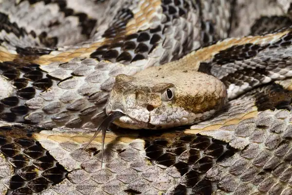Timber Rattlesnake Facts
