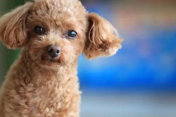 Toy Poodle Facts
