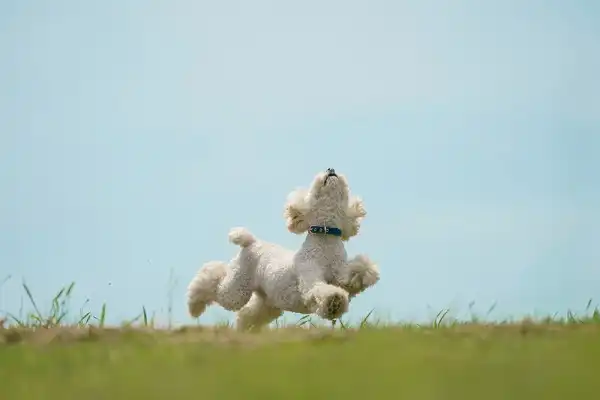 Toy Poodle Image