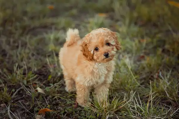 Toy Poodle Picture