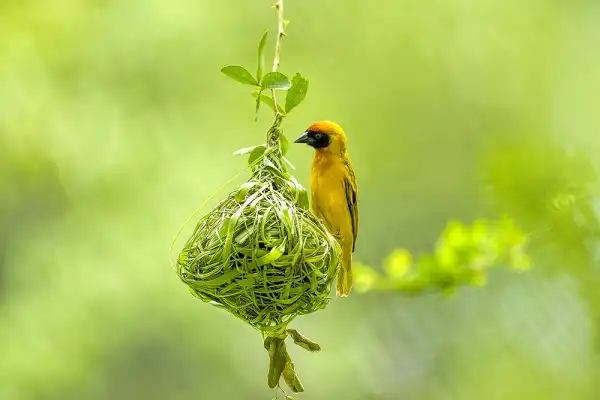 Weaver Bird Image