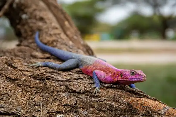 Agama Lizard Picture