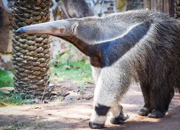 Anteater Image