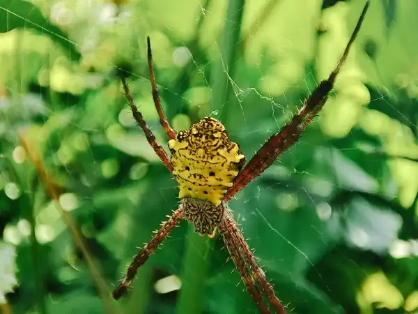 Banana Spider Picture