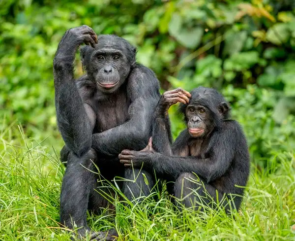 Bonobo Facts