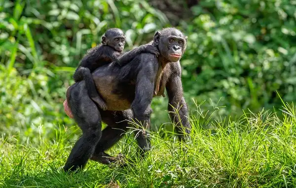Bonobo Image