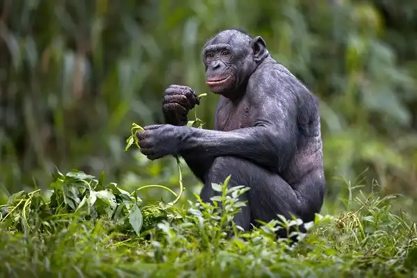 Bonobo Picture