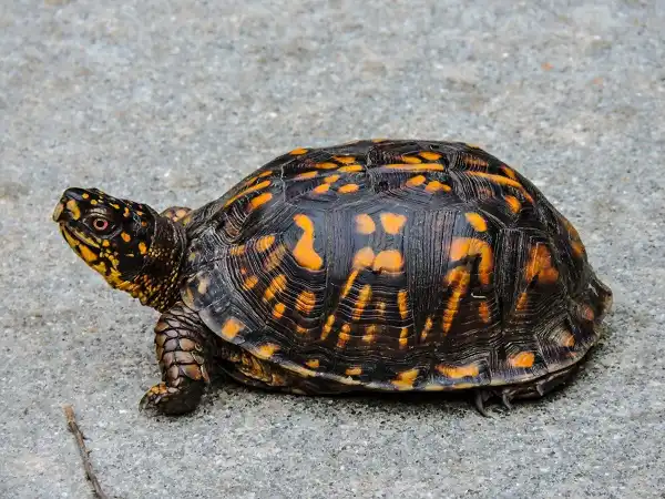 Box Turtle Image