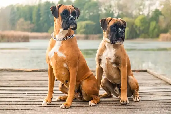 Boxer Dog Image