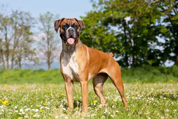 Boxer Dog Picture