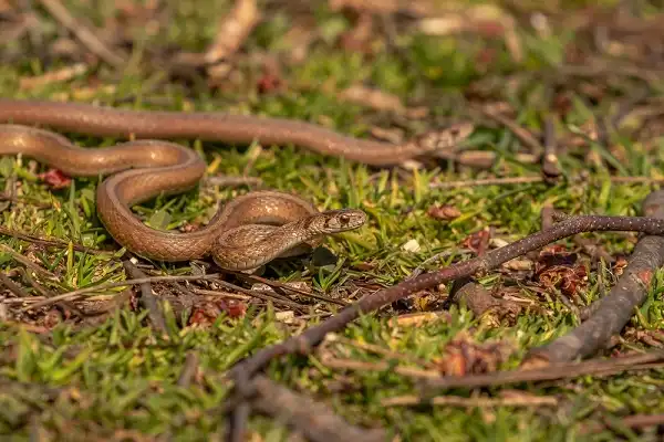 Brown Water Snake Facts