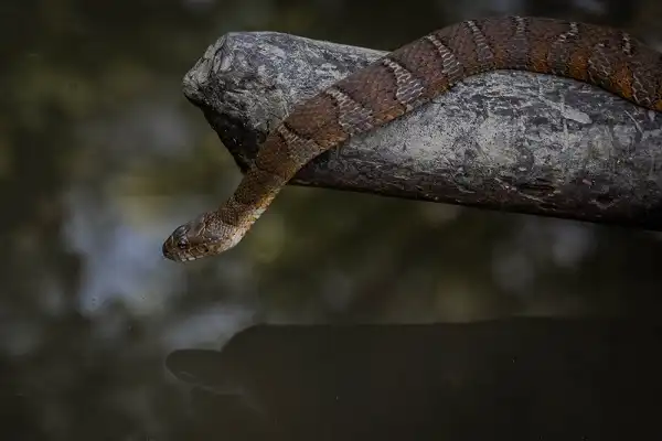 Brown Water Snake Picture