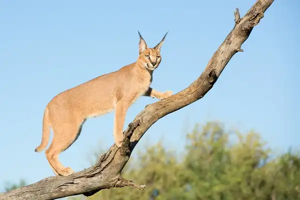 Caracal Picture