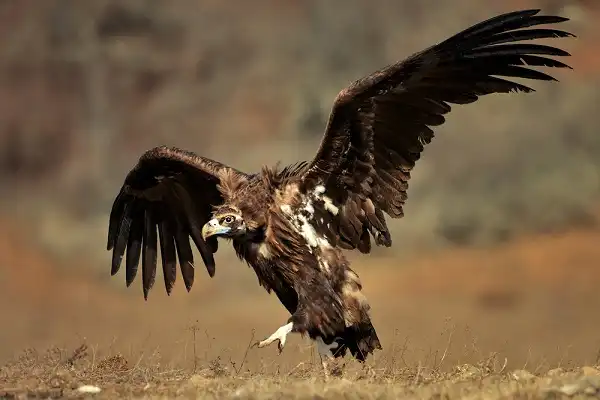 Cinereous Vulture Image