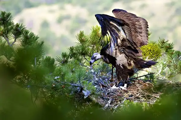 Cinereous Vulture Picture