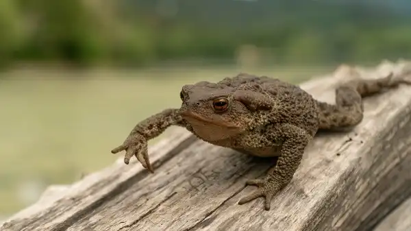 Common Toad Image