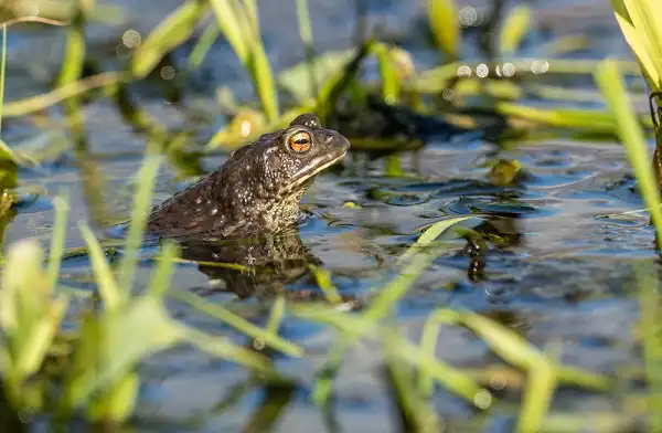 Common Toad Picture