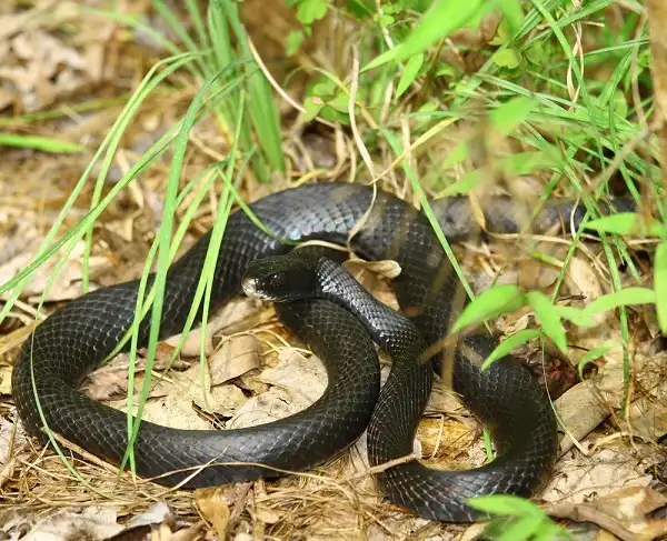 Eastern Rat Snake Image