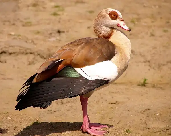 Egyptian Goose Facts