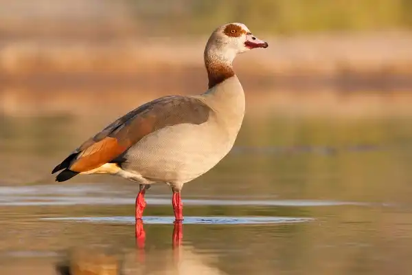 Egyptian Goose Image