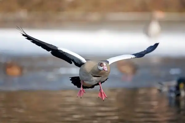 Egyptian Goose Picture