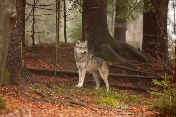 Eurasian Wolf Image