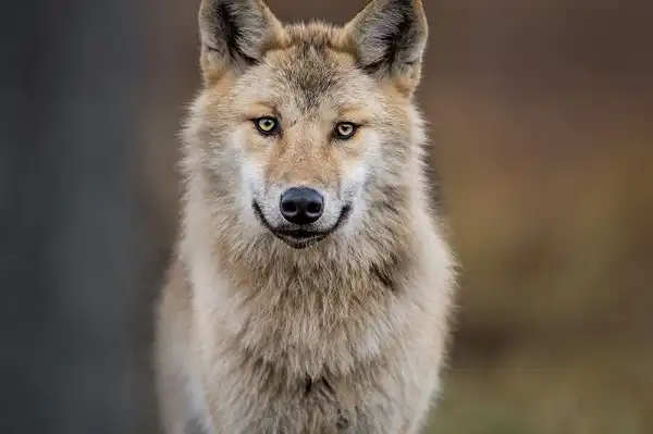 Eurasian Wolf Picture