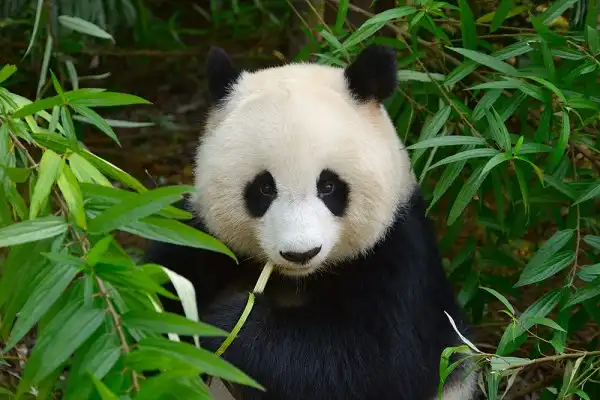 Giant Panda Bear Image