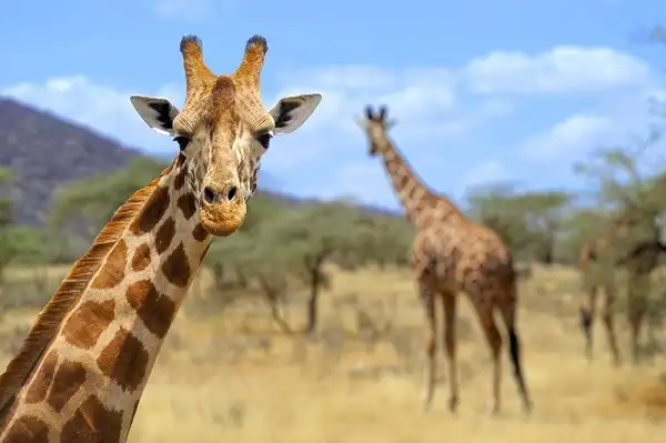 Giraffe Image