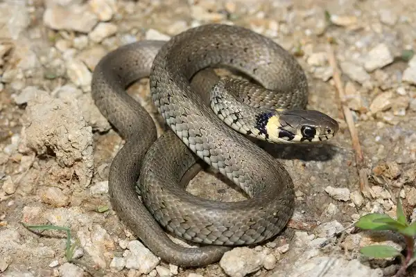 Grass Snake Facts