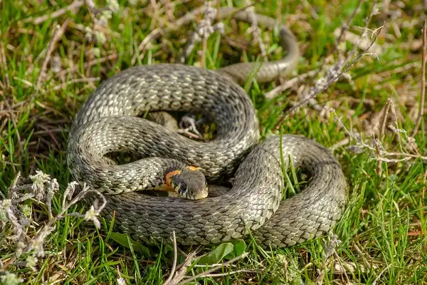 Grass Snake Image