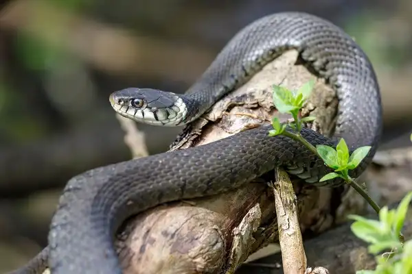 Grass Snake Picture