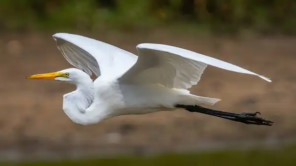 Great Egret Image