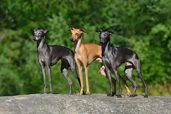 Greyhound Facts