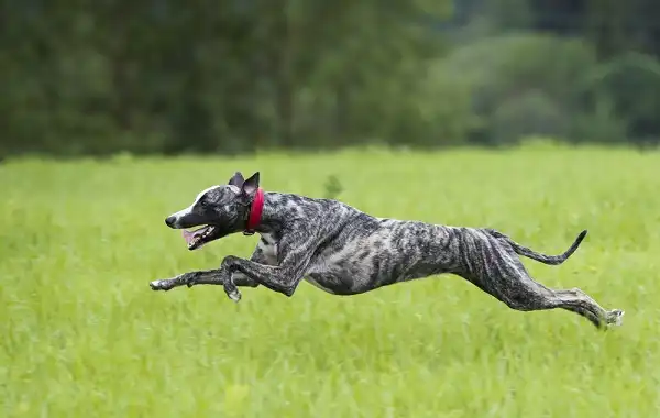Greyhound Image