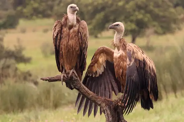 Griffon Vulture Facts