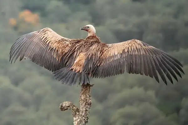 Griffon Vulture Image