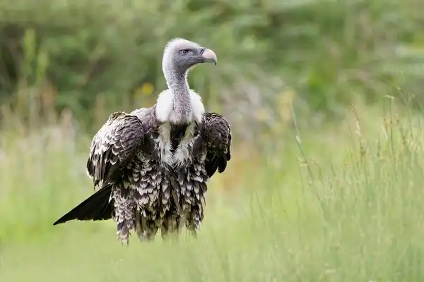 Griffon Vulture Picture
