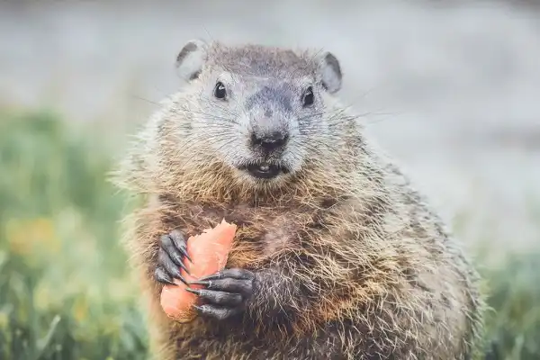 Groundhog Woodchuck