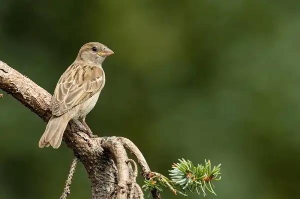 House Sparrow Image