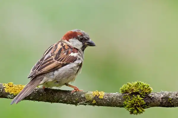 House Sparrow Picture
