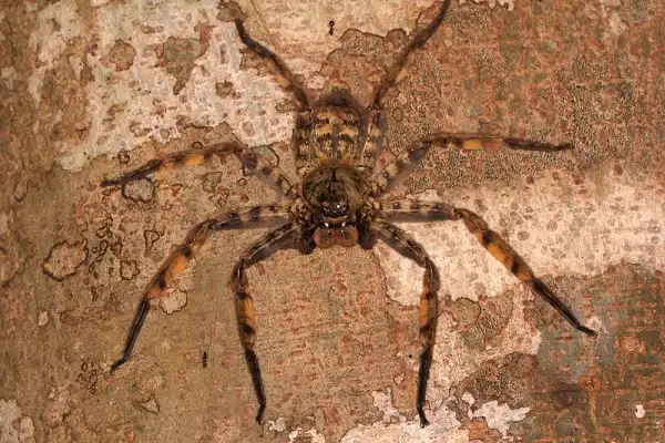 Huntsman Spider Image