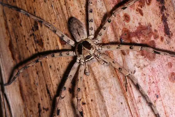 Huntsman Spider Picture