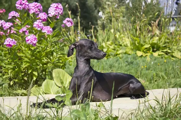 Italian Greyhound Facts