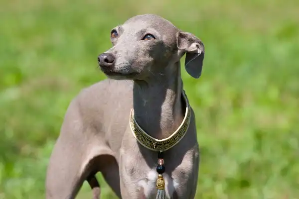 Italian Greyhound Image