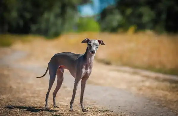 Italian Greyhound Picture