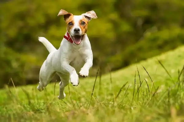 Jack Russell Image