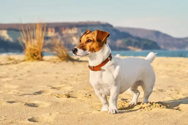 Jack Russell Picture