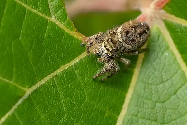 Jumping Spider Facts