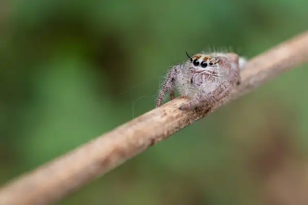 Jumping Spider Picture